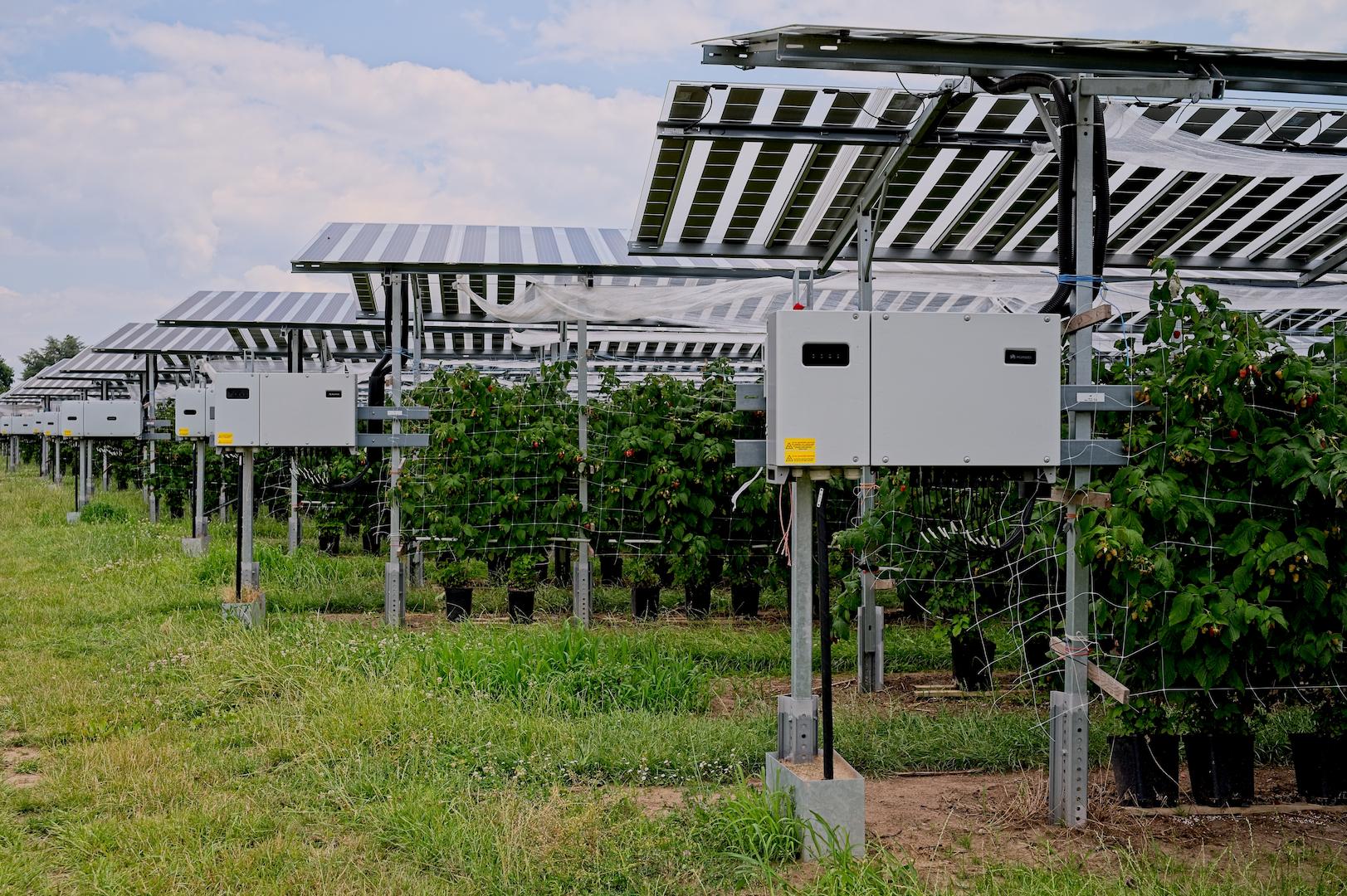Agrivoltaic solar installation combining photovoltaic panels with agricultural cultivation