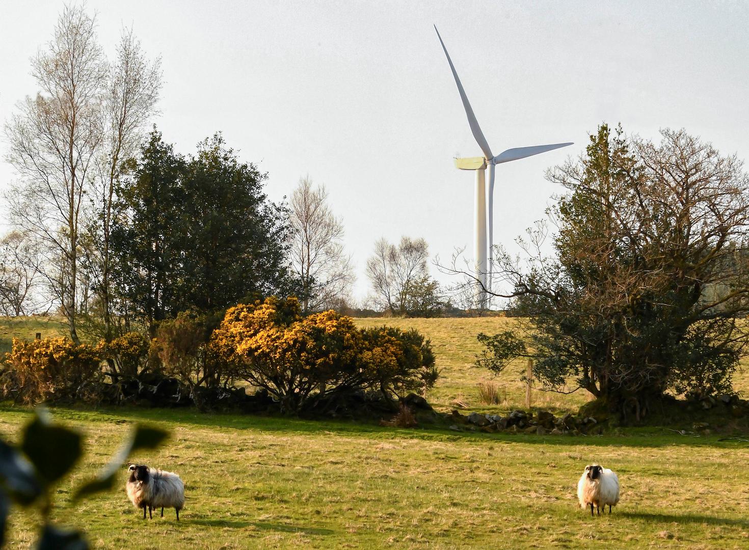 Wind turbine installed in a green pasture with sheep grazing, illustrating sustainable wind energy and ecograzing