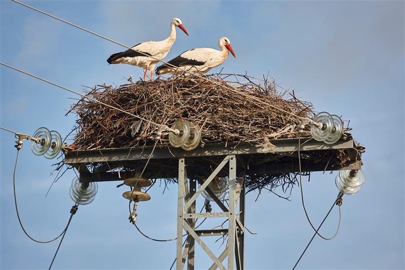 Birds nesting safely on adapted electricity pylon, illustrating biodiversity protection in power transmission networks