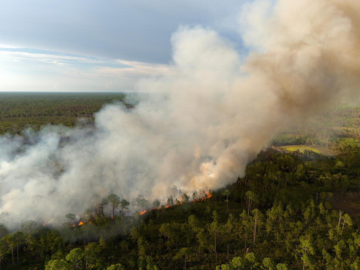 Forest Fire Protection